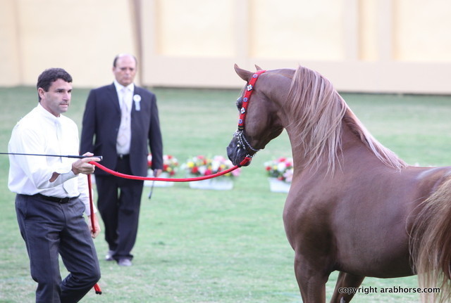 Spartacus TO by Marwan Al Shaqab