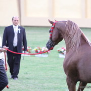 Spartacus TO by Marwan Al Shaqab