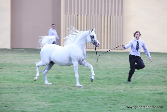 AJ Dinar by WH Justice