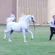 AJ Dinar by WH Justice