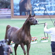 Farenheit GAT by El Nabila B