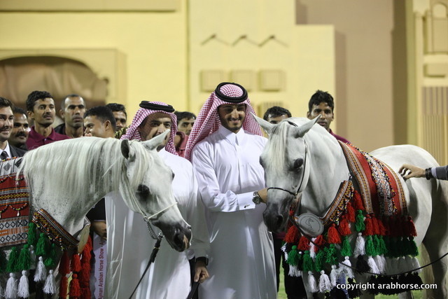 The Gold and Silver Champion mares of Al Zobair