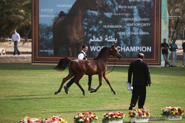 Mazin Al Bidayer by Marajj