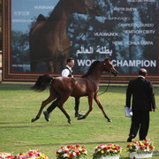 Mazin Al Bidayer by Marajj