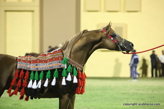 Champion Stallion Spartacus TO by Marwan and owned by Ajman Stud