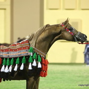 Champion Stallion Spartacus TO by Marwan and owned by Ajman Stud
