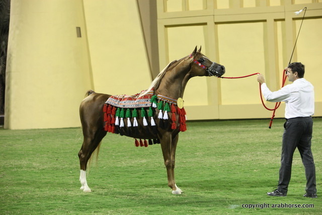 Champion Stallion Spartacus TO by Marwan and owned by Ajman Stud