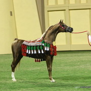 Champion Stallion Spartacus TO by Marwan and owned by Ajman Stud