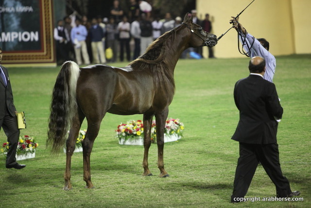 Ibn Batra by Belbowrie Obsidian