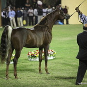 Ibn Batra by Belbowrie Obsidian