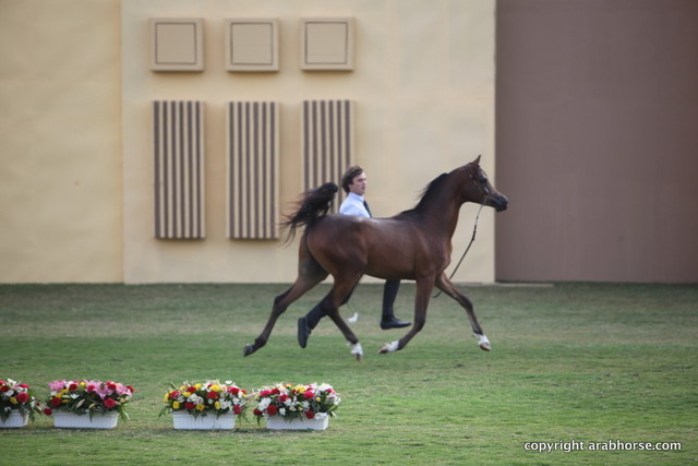 Ajman Show 2012 Day 2