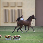 Ajman Show 2012 Day 2