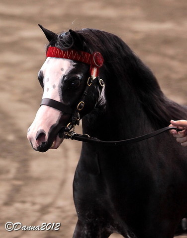 2012 East Coast Arabians Championships 25th Anniversary Show