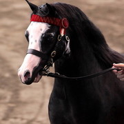 2012 East Coast Arabians Championships 25th Anniversary Show