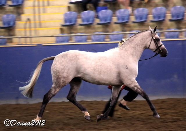 2012 East Coast Arabians Championships 25th Anniversary Show