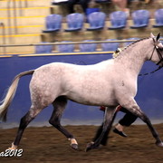 2012 East Coast Arabians Championships 25th Anniversary Show