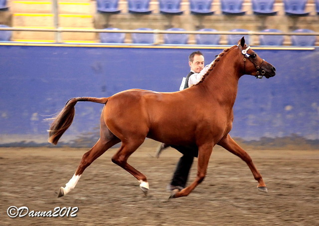 2012 East Coast Arabians Championships 25th Anniversary Show