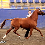 2012 East Coast Arabians Championships 25th Anniversary Show