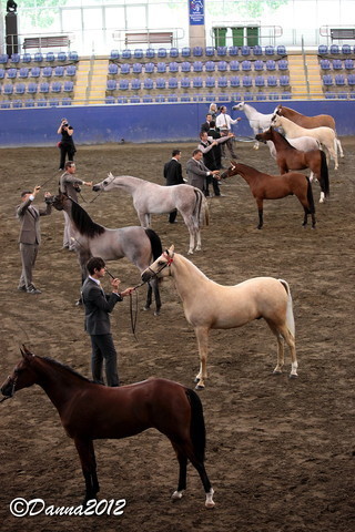 2012 East Coast Arabians Championships 25th Anniversary Show