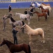 2012 East Coast Arabians Championships 25th Anniversary Show