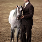 2012 East Coast Arabians Championships 25th Anniversary Show