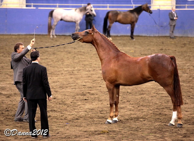 2012 East Coast Arabians Championships 25th Anniversary Show