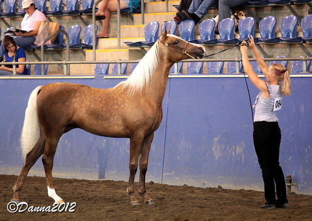 2012 East Coast Arabians Championships 25th Anniversary Show