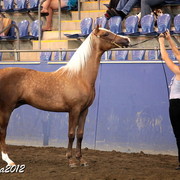 2012 East Coast Arabians Championships 25th Anniversary Show