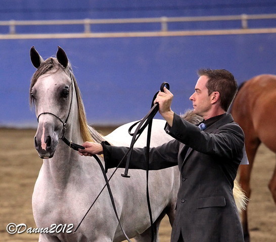 2012 East Coast Arabians Championships 25th Anniversary Show