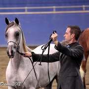 2012 East Coast Arabians Championships 25th Anniversary Show