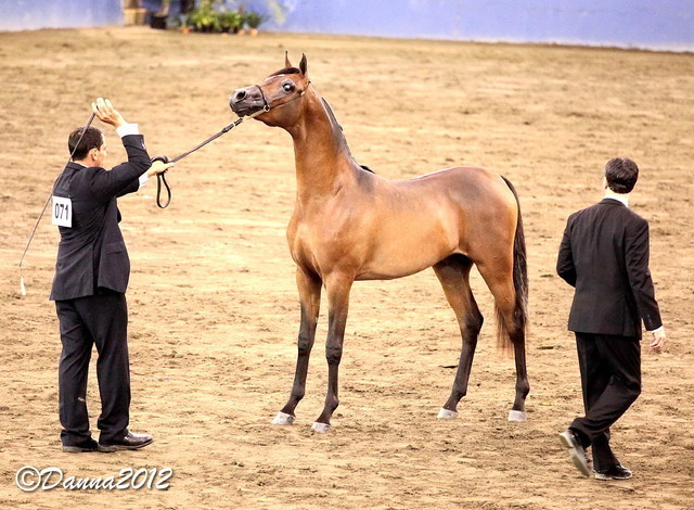 2012 East Coast Arabians Championships 25th Anniversary Show