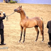 2012 East Coast Arabians Championships 25th Anniversary Show
