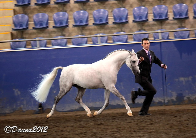 2012 East Coast Arabians Championships 25th Anniversary Show