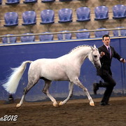 2012 East Coast Arabians Championships 25th Anniversary Show