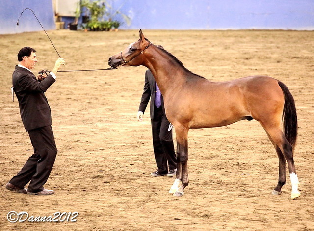 2012 East Coast Arabians Championships 25th Anniversary Show