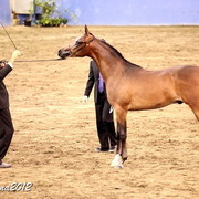 2012 East Coast Arabians Championships 25th Anniversary Show