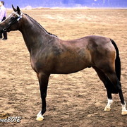 2012 East Coast Arabians Championships 25th Anniversary Show