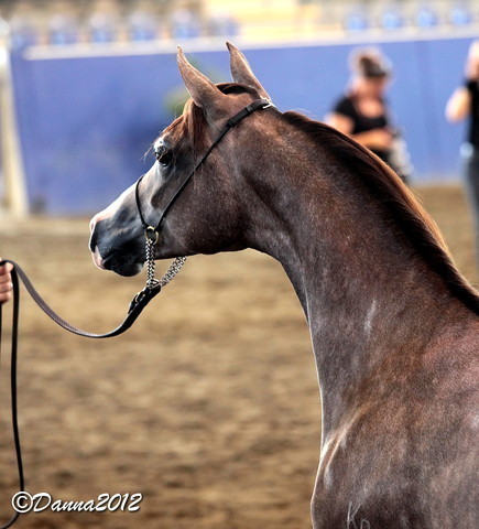 2012 East Coast Arabians Championships 25th Anniversary Show