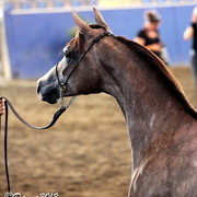2012 East Coast Arabians Championships 25th Anniversary Show