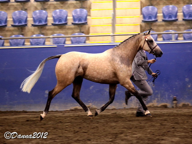 2012 East Coast Arabians Championships 25th Anniversary Show