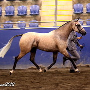 2012 East Coast Arabians Championships 25th Anniversary Show