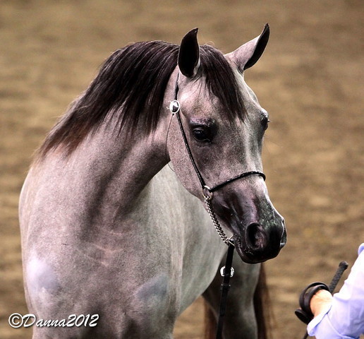 2012 East Coast Arabians Championships 25th Anniversary Show