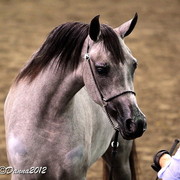 2012 East Coast Arabians Championships 25th Anniversary Show
