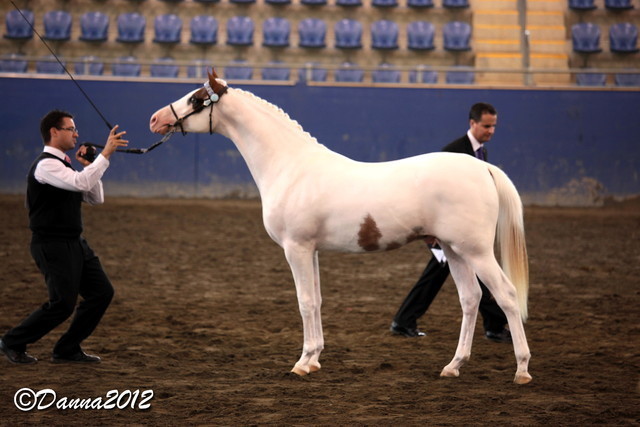 2012 East Coast Arabians Championships 25th Anniversary Show