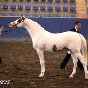 2012 East Coast Arabians Championships 25th Anniversary Show