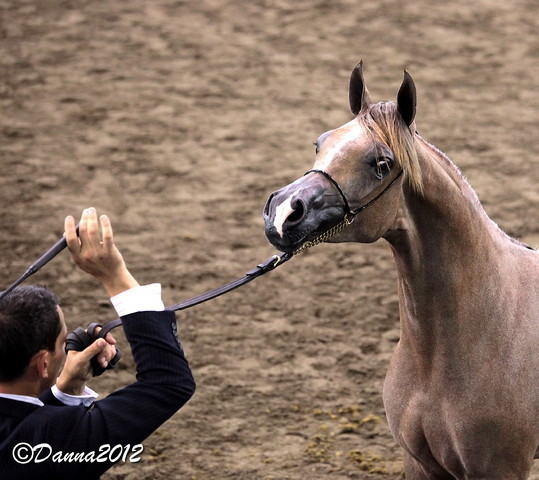 2012 East Coast Arabians Championships 25th Anniversary Show