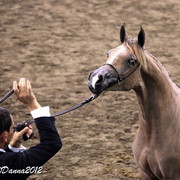 2012 East Coast Arabians Championships 25th Anniversary Show
