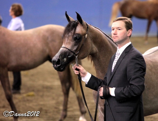 2012 East Coast Arabians Championships 25th Anniversary Show