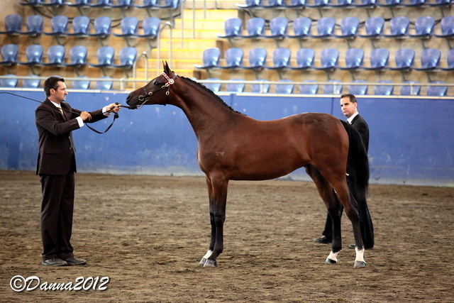 2012 East Coast Arabians Championships 25th Anniversary Show