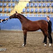 2012 East Coast Arabians Championships 25th Anniversary Show